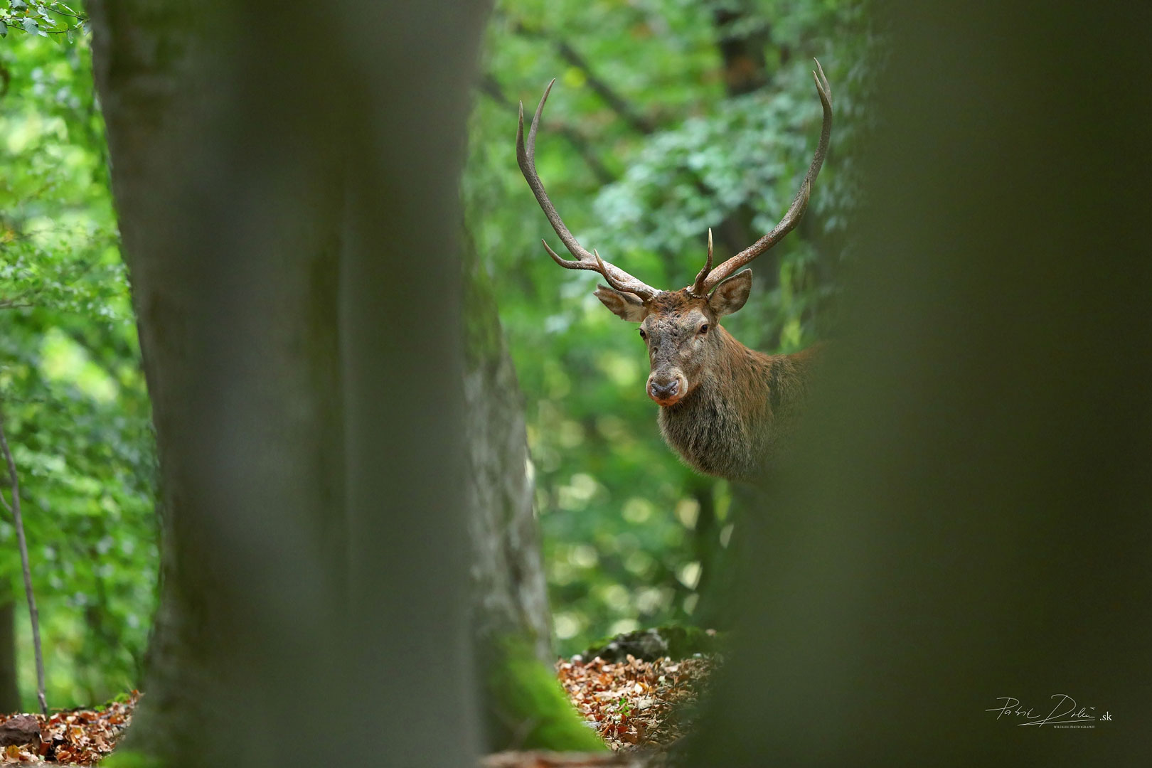 Canon-EF-400-2.8-IS-L-USM-II-7